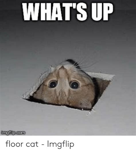 What S Up Imgflipconm Floor Cat Imgflip Cat Meme On Me Me