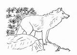 Coloring Wolf Pages Cartoon Realistic sketch template