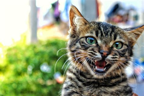 cute kitten meowing  stock photo public domain pictures