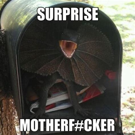 surprise mail funny meme funny memes