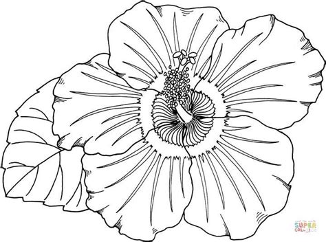 hibiscus super coloring sunflower coloring pages poppy coloring page
