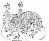 Guinea Fowl Fowls Colorir Brett sketch template