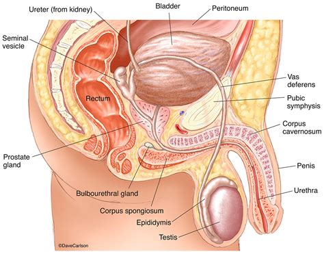 male urinary and reproductive organs carlson stock art