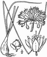 Svg Allium Designlooter  Original 74kb 2048 sketch template