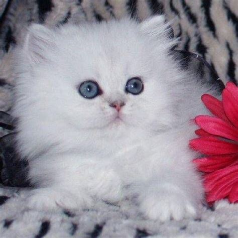 pin  angel mercer  white persian cats persian kittens teacup persian kittens kittens