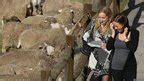 bbc news  pictures savile row sheep