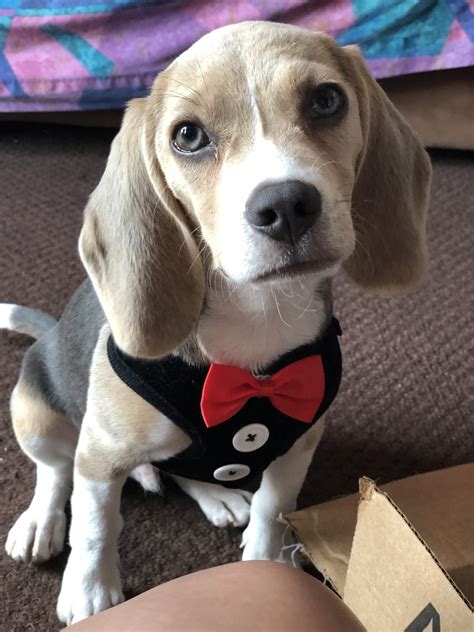 bluetick beagle puppies  sale   queens ny