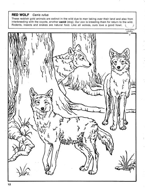 red wolf coloring page coloring pages red wolf color