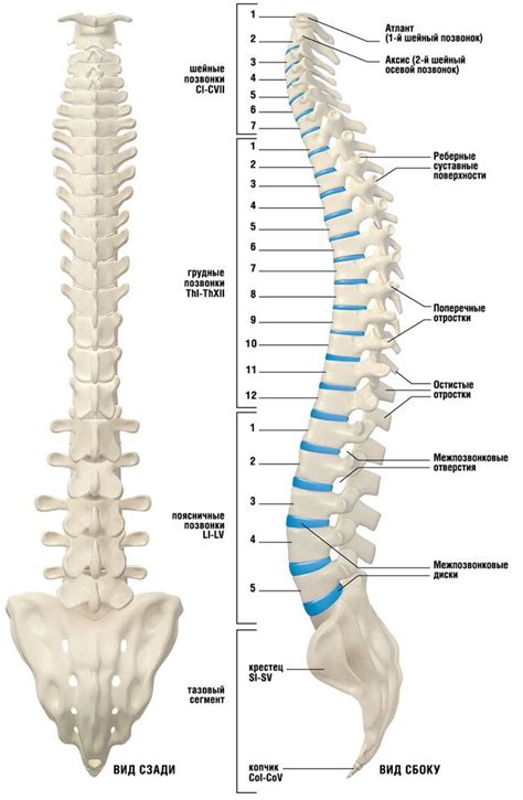 structure   human spine  vertebrae departments