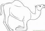 Camel Coloring Pages Laying Down Template sketch template