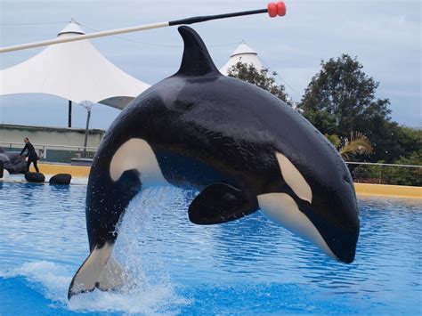 fate  orcas  captivity whale dolphin conservation australia
