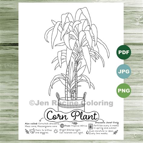 corn plant coloring page plants indoor plant houseplant etsy