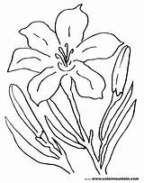 Lily Tiger Coloring Pages Flower Stargazer Printable Pad Lilies Getcolorings Lovely Amazing Awesome Getdrawings Drawing Color Print sketch template