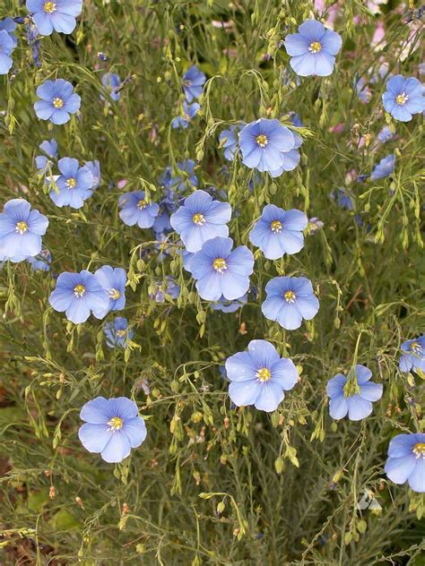 blue flax linum perenne applewood seed company