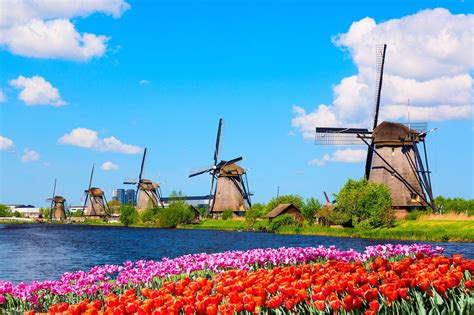 day trips  amsterdam  windmills tulips