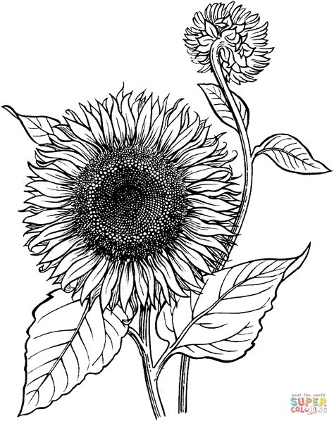 blooming sunflower coloring page  printable coloring pages