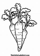 Carrot Coloring Pages Miffy Printable Color Vegetables Getcolorings Fun Kids Print sketch template