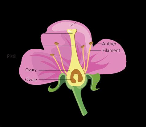 draw hibiscus flower  label  parts