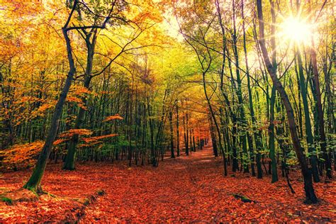 top  autumn     norfolk   woods
