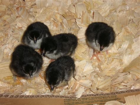 new chicks this spring how about black copper marans community chickens