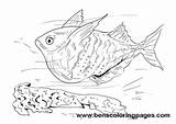 Coloring Pages Fish Hatchet Colouring Template sketch template