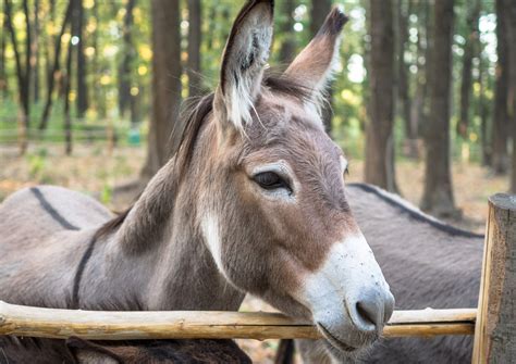 donkeys  kid friendly farm animals bestfarmanimals