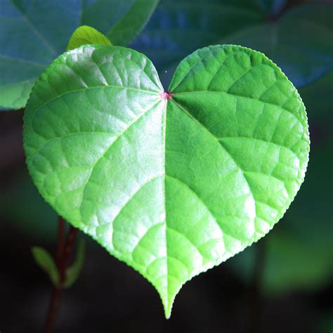 heart leaf happy valentines alexander flickr