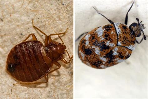 carpet beetle  bed bug