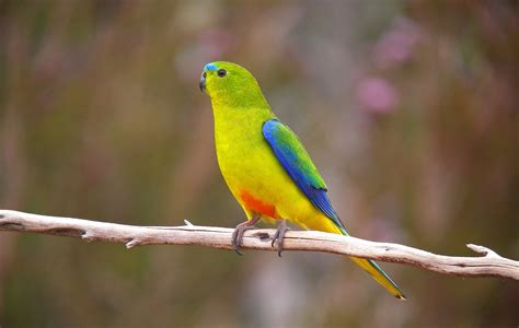 endangered orange bellied parrots released  wild australian