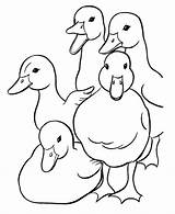 Coloring Ducks Pages Baby Duck Kids Library Clipart sketch template