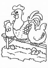 Coloring Rooster Chickens sketch template