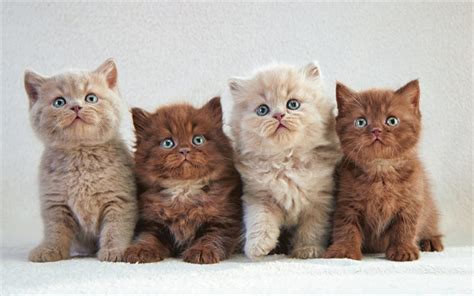 wallpapers persian cats family kittens fluffy cat cats