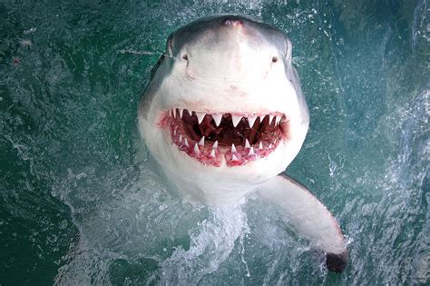 smiling great white shark flashes teeth inches  camera