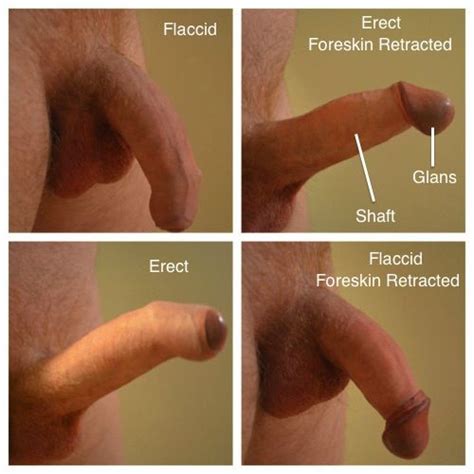 uncircumsized penis pictures collage porn video
