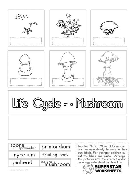 mushroom life cycle worksheets stuffed mushrooms  science
