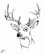 Deer Drawing Head Coloring Easy Pages Drawings Skull Whitetail Elk Buck Step Color Draw Tail Getcolorings Paintingvalley Getdrawings Printable Antlers sketch template