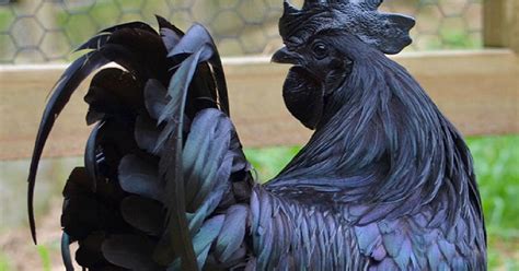 rare chicken is black from its feathers to its internal organs