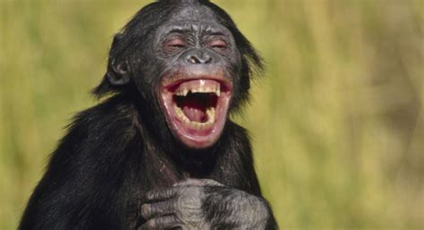 animals laugh howstuffworks