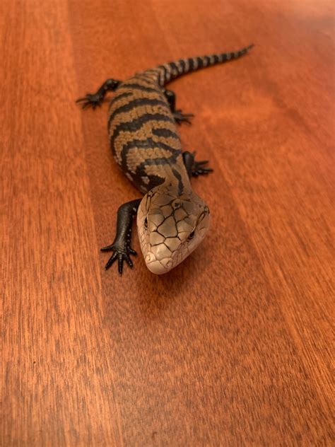 1 Left Captive Bred Halmahera Blue Tongue Skinks Halmahera Blue