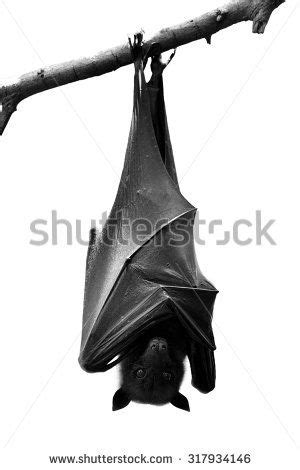 bat hanging silhouette google search bat images fox bat animal