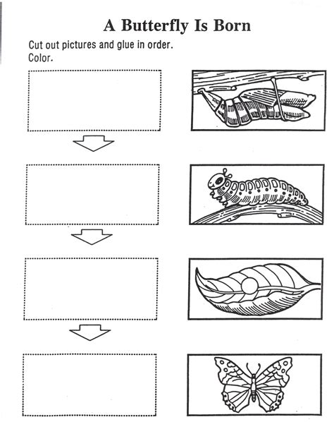 gambar butterfly life cycle worksheet  printable worksheets