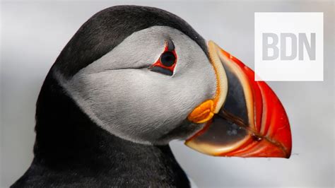 Why Atlantic Puffins Are The Sexiest Bird In Maine Bob S Bird S Eye