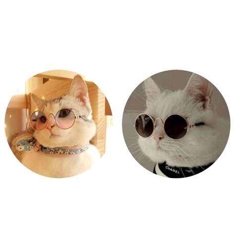 cute cat funny matching profile pictures   head