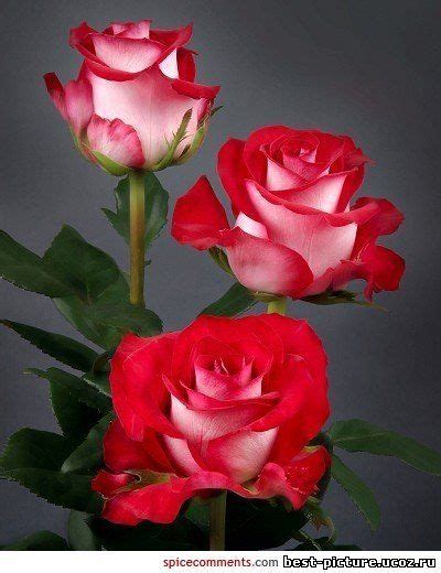 Пин от пользователя vivi stath на доске garden and flowers Розы Гибридные чайные розы и