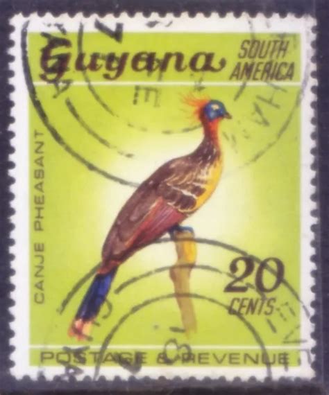 guyana   canje pheasant hoatzin tropical birds  picclick