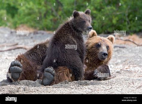 brown bear ursus arctos mother  cub kamchatka russia stock photo