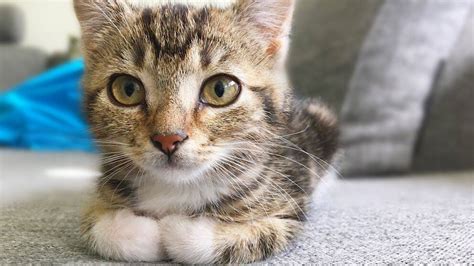rekordmånga katter behöver nytt hem svt nyheter