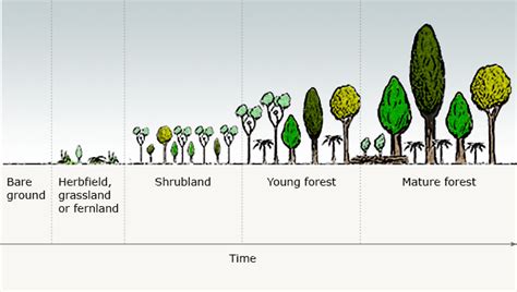 stages of forest succession forest succession and