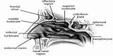 Nasal Anatomy Cavity Reproduced sketch template