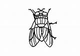 Mosca Moscas Disegno Colorare Pintar Insectos Volando sketch template